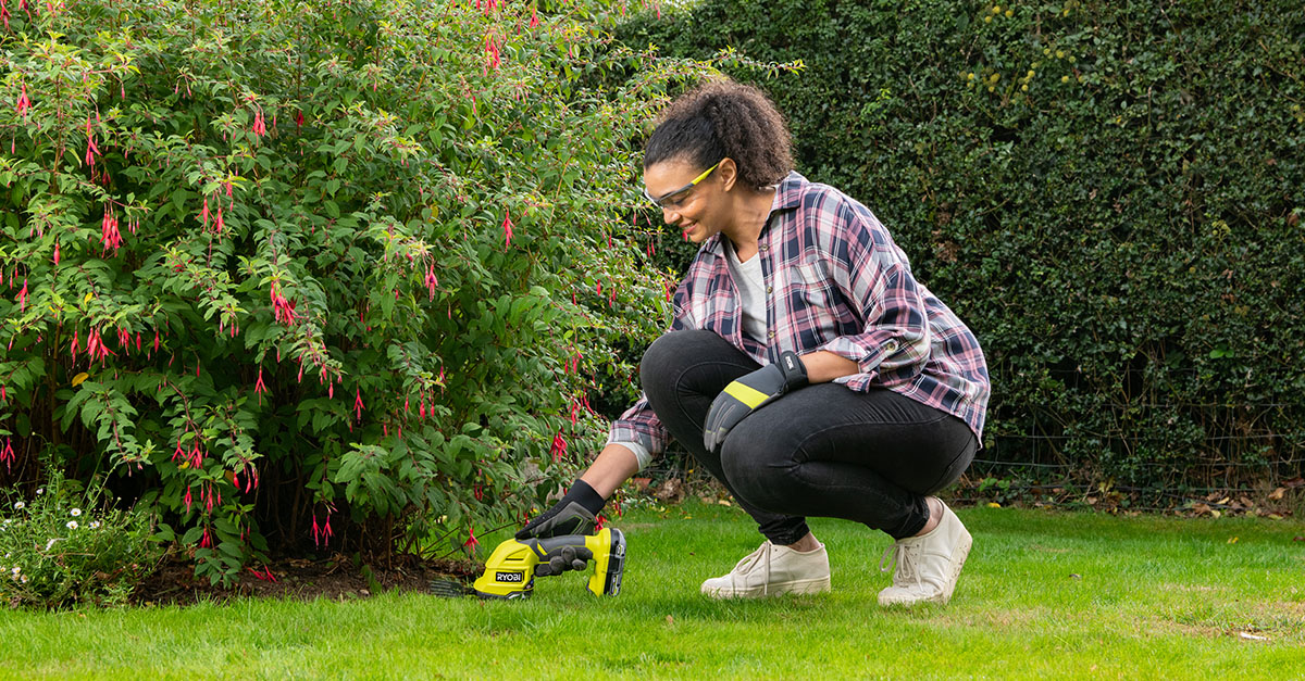 buxus-blogafbeelding.jpg buxus-blogafbeelding.jpg
